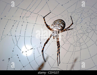 28 octobre, 2011 - Elkton, Oregon, États-Unis - Un jardin araignée noire et jaune qui est dans sa toile revêtue de rosée que le soleil du matin burns à travers une épaisse couche de brouillard sur une colline près de Elkton. (Crédit Image : © Loznak ZUMAPRESS.com)/Robin Banque D'Images