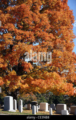 Vue générale du cimetière d'Arlington au cours de la saison d'automne, Washington DC, USA - 11.11.10 Banque D'Images