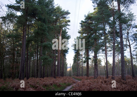 Les câbles d'alimentation en marche à travers la forêt sur Holmbury HIll Surrey Woodland Banque D'Images