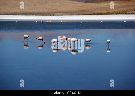 Les flamands des Andes sur un lagon près de haute altitude de la Bolivie Salar de Uyuni, le plus grand lac salé. Banque D'Images