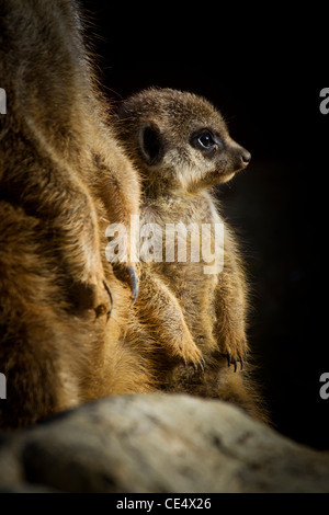 Meerkat bébé debout sur vigie avec maman Banque D'Images