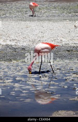 Les flamands des Andes sur un lagon près de haute altitude de la Bolivie Salar de Uyuni, le plus grand lac salé. Banque D'Images