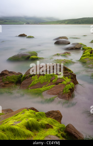 Gros rochers de la côte irlandaise recouverte d'algues vertes d'une exposition longue fait ressembler à de l'eau de mer de brouillard de mystère Banque D'Images