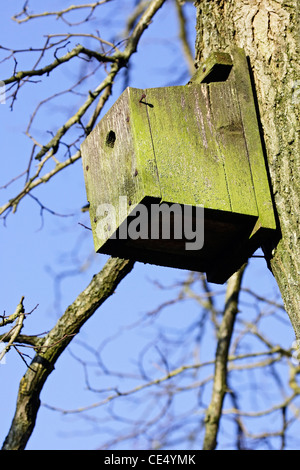 Un nichoir oiseaux résisté bien cloué à un arbre. Banque D'Images