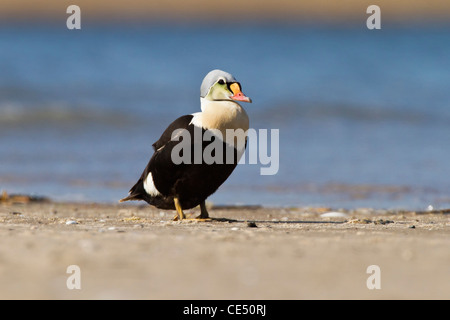 L'Eider à tête grise des profils drake Banque D'Images