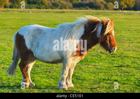 Poney Shetland dans le parc national New Forest, Hampshire, Royaume-Uni Banque D'Images