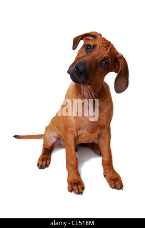 Un Rhodesian Ridgeback chiot curieux à Banque D'Images