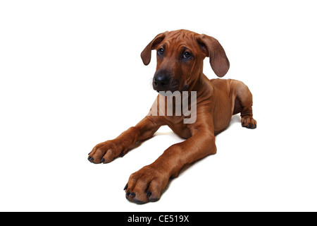 Un Rhodesian Ridgeback puppy sitting down Banque D'Images