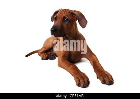 Un Rhodesian Ridgeback puppy à Alert Banque D'Images