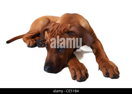 Un Rhodesian Ridgeback puppy couché Banque D'Images