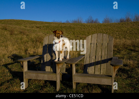 Un mignon Parsons Russell Terrier se tient sur le bras pour une chaire en extérieur en bois soleil à l'après-midi lumineuse vers le soleil Banque D'Images