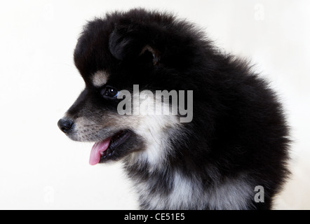 Un Finnish Lapphund chiot Banque D'Images