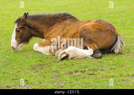 Shire Horse Foal en champ dans Parc national de Peak District Derbyshire, Angleterre Banque D'Images