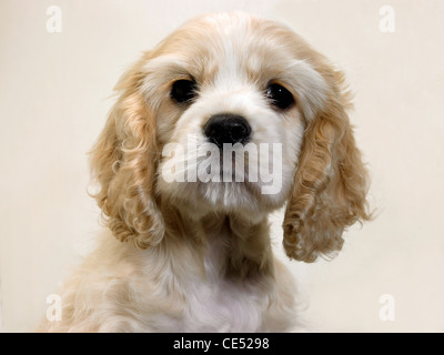 Un chiot Cocker Américain Banque D'Images