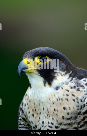 Le faucon pèlerin (Falco peregrinus) Banque D'Images