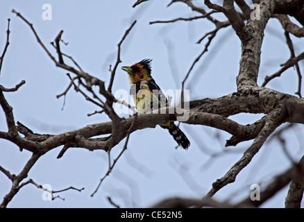 Crested barbet en Afrique du Sud Banque D'Images