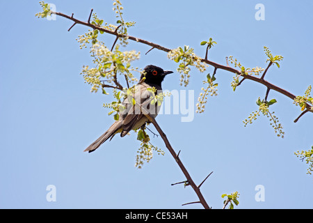 Red eyed bulbul africaine en Namibie Banque D'Images