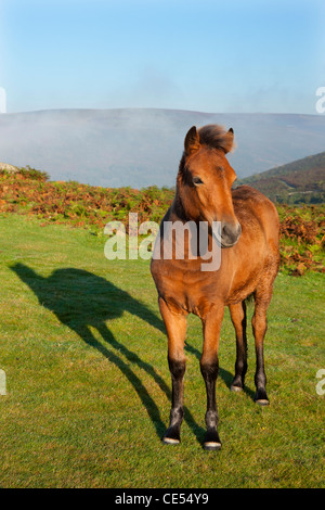 Poney Dartmoor poulain Dartmoor sur la lande, Devon, Angleterre. L'automne (septembre) 2011. Banque D'Images