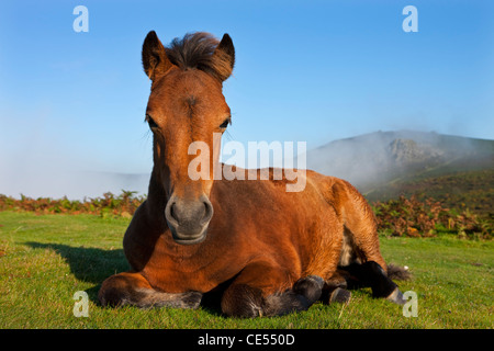 Poney Dartmoor poulain reposant sur des landes, Dartmoor, dans le Devon, Angleterre. L'automne (septembre) 2011. Banque D'Images