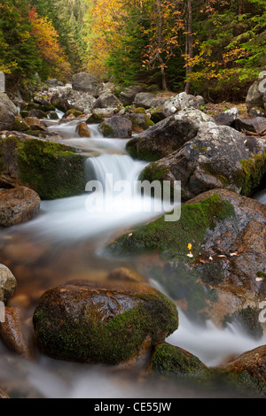 Rocky Mountain stream à travers forêts, montagnes Tatras, en Slovaquie, en Europe. L'automne (octobre) 2011. Banque D'Images