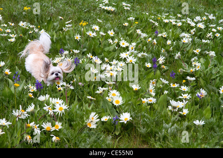 Chien qui court dans un pré de l'oreille de mule blanche et petites fleurs sauvages camas. Banque D'Images