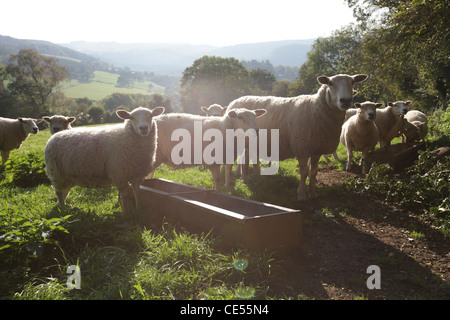 Des images documentaires couvrant les petits éleveurs de moutons dans la forêt de Dean d'un animal à produit Banque D'Images