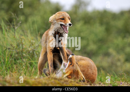 Deux renards roux (Vulpes vulpes) jouant / combattre avec les oreilles télévision Banque D'Images