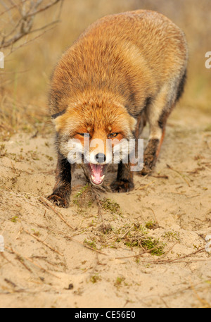 Snarling peur red fox (Vulpes vulpes) fixant les oreilles télévision Banque D'Images