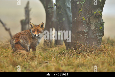 Le renard roux (Vulpes vulpes) avec fourrure humide dans le brouillard près de l'arbre dans la pluie Banque D'Images