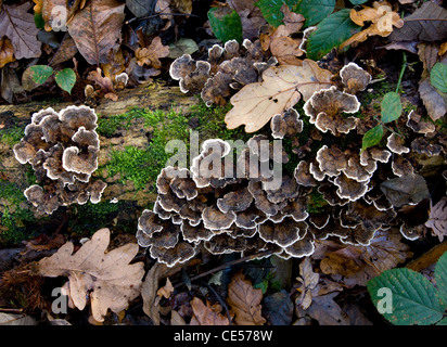 De nombreuses zones - Polypore champignon Coriolus versicolor sur du bois pourrissant Somerset UK Banque D'Images