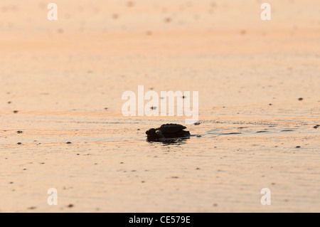 Programme de libération des tortues dans Monterrico, au Guatemala. Banque D'Images