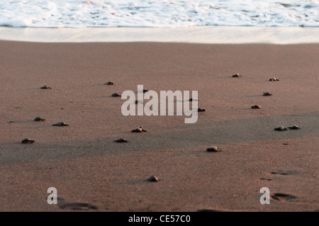 Programme de libération des tortues dans Monterrico, au Guatemala. Banque D'Images