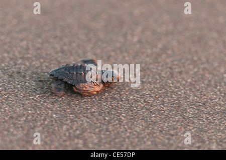 Programme de libération des tortues dans Monterrico, au Guatemala. Banque D'Images