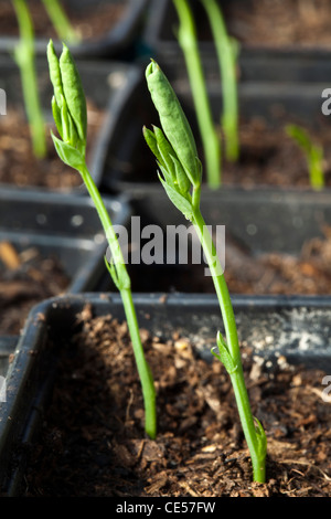 Pois de plus en plus de plants en pots et d'atteindre la lumière Banque D'Images