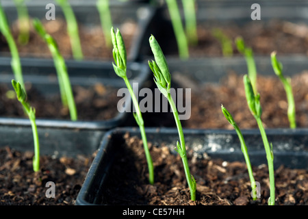 Pois de plus en plus de plants en pots et d'atteindre la lumière Banque D'Images