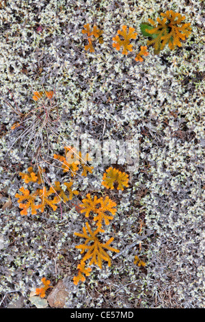 Beau tapis de lichens la réserve intégrale réserve scientifique est de Te Anau dans nouveau zèle Banque D'Images