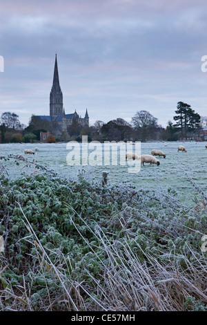 La cathédrale de Salisbury sur un matin d'hiver glacial, de l'autre côté de l'eau Meadows, Salisbury, Wiltshire, Angleterre. Banque D'Images