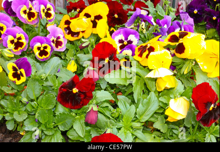 Beaucoup de pensées colorées fleurs de printemps Banque D'Images