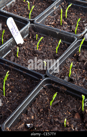 Pois de plus en plus de plants en pots juste après la germination Banque D'Images