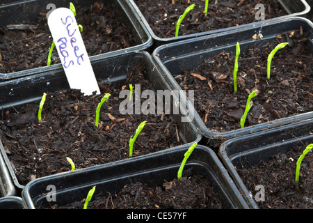 Pois de plus en plus de plants en pots juste après la germination Banque D'Images