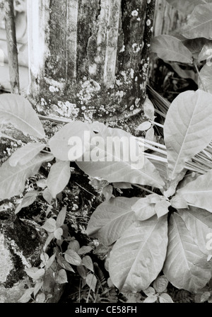 La photographie de voyage - Kampong Glam cimetière en Kampong Glam quartier arabe à Singapour en Asie du Sud-Est Extrême-Orient. Calme sérénité Banque D'Images