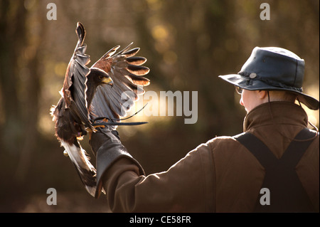 Falconer battant son harris Parabuteo unicinctus (Hawk) Banque D'Images
