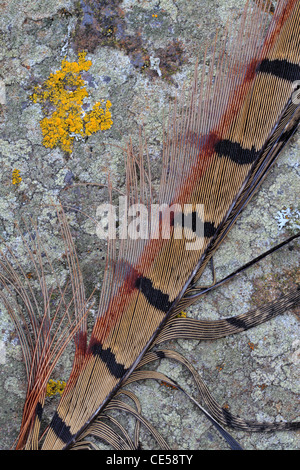 Détail d'une plume de faisan sur-couvertes de lichen rock Banque D'Images