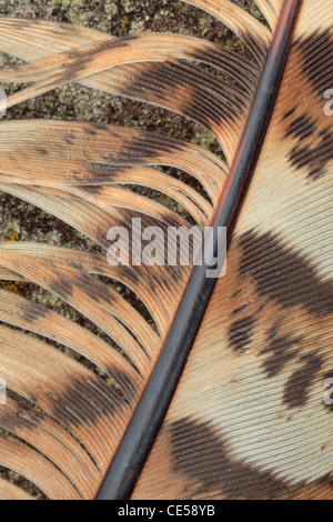 Détail d'une plume de faisan sur-couvertes de lichen rock Banque D'Images