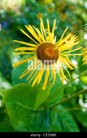 Grande aunée (Inula helenium) au jardin botanique de Bielefeld. Banque D'Images