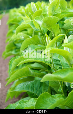 Horse-guérir (Inula helenium) est utilisé dans la fabrication de l'absinthe et a une longue tradition en tant que plante à base de plantes. Banque D'Images