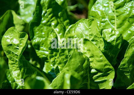 Les feuilles vertes de la bette à carde rouge (Beta vulgaris subsp. cicla) Banque D'Images