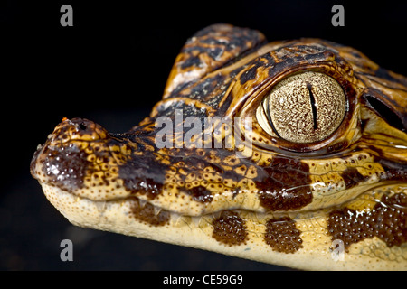 Détails des yeux de reptiles caïman crocodile Banque D'Images