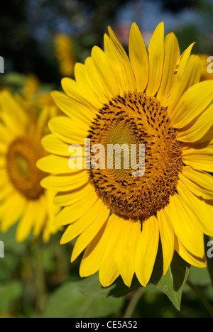 Angle de vue côté jardin de tournesols Banque D'Images