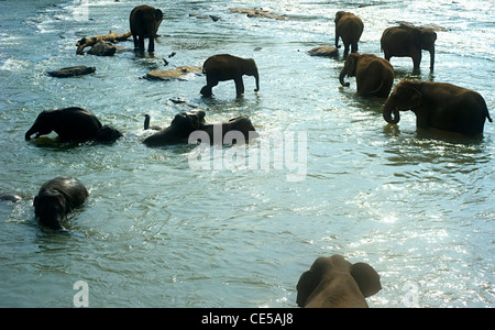 Les éléphants de l'orphelinat des éléphants Pinnewala profiter de leur bain quotidien à la rivière locale. Banque D'Images